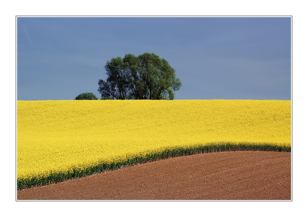 Rapsfeld 