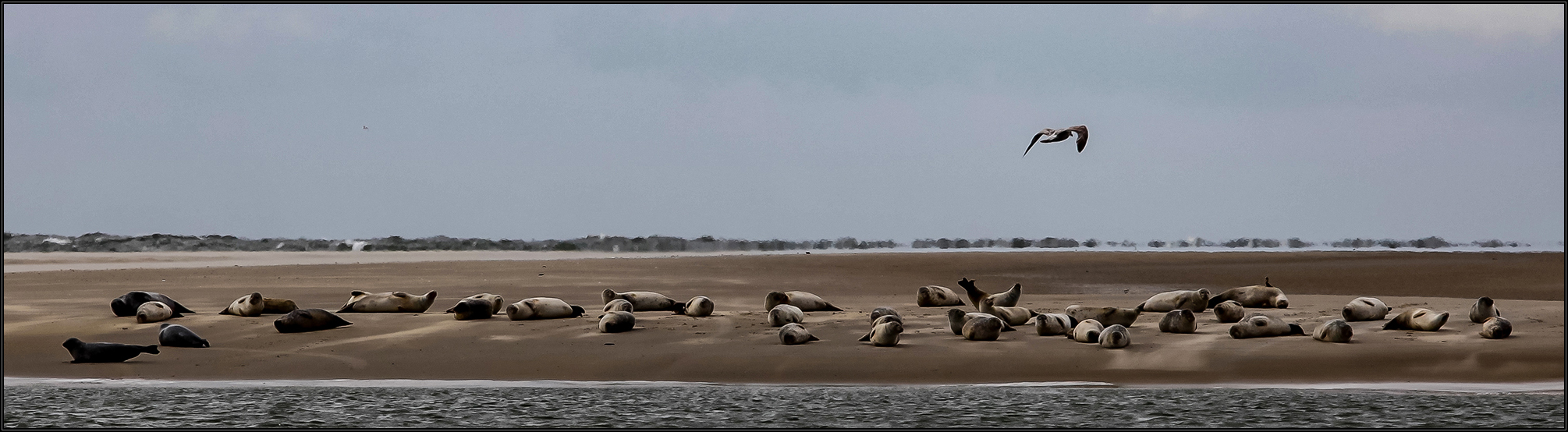 Borkum XXIV