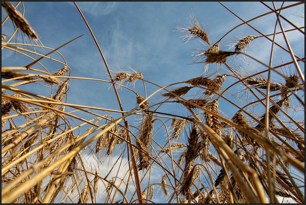 Goldenes Getreide 