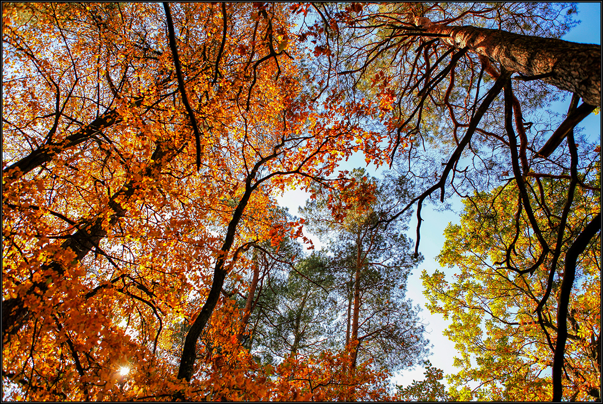 50 shades of gold