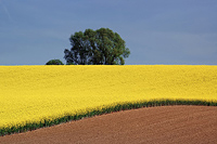 Rapsfeld 