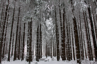 Winterwald bei Willingen