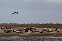 Borkum XXIV