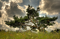 Pinus