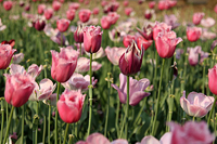Flora