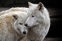 Wildlife
