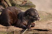 Der Zoo Philharmoniker