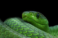Grüne Mamba