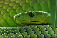 Grüne Mamba