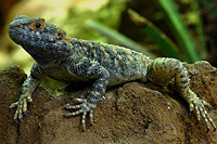 Bartagame
