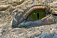 Eye of the Croc