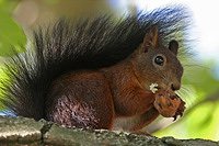 Eichhörnchen
