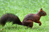 Eichhörnchen
