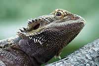 Bartagame