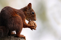Eichhörnchen