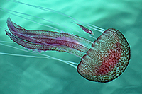 Leuchtqualle (Pelagia noctiluca)