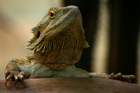 Bartagame