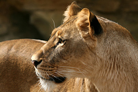 Löwin