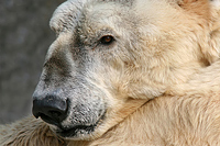 Eisbär