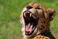 Gepard