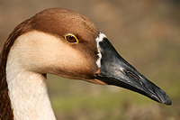 Schwanengans