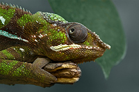 Chamäleon