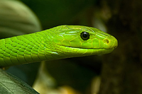Grüne Mamba