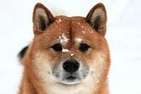  Shiba Inu 