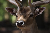 Der Damhirsch 