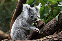  Der junge Koala 