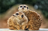 Gesellige Tiere -  Erdmännchen 
