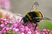 Hummeln - Bombus