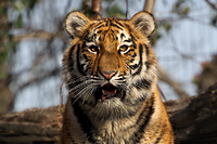 Der Sibirische Tiger 