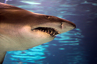 Shark - Hai