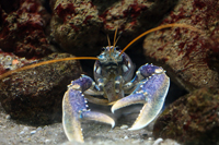 Crustacea