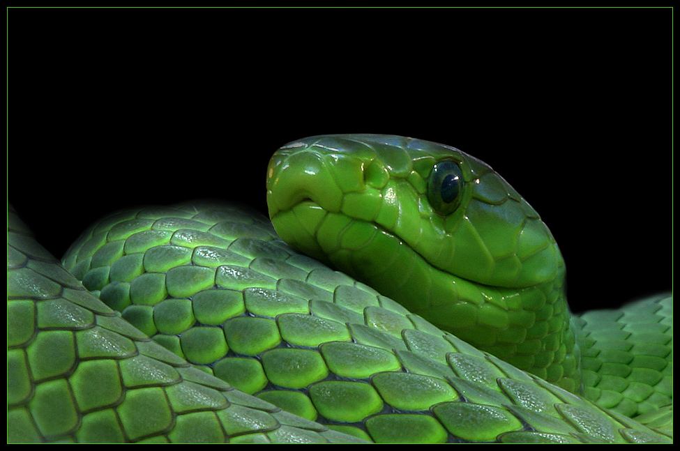 Grüne Mamba