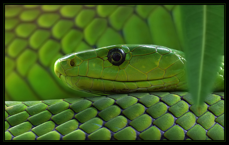 Grüne Mamba
