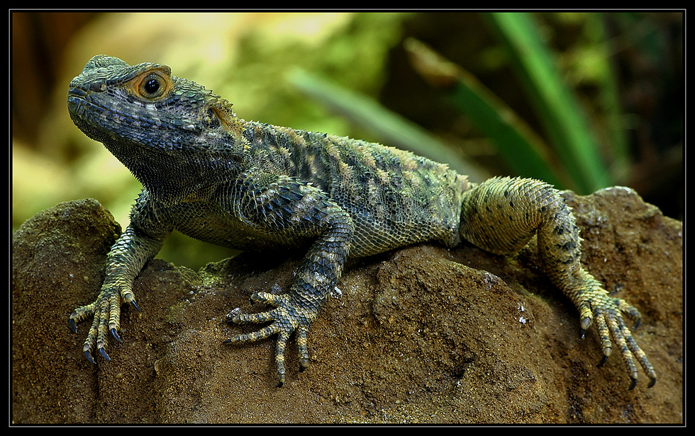 Bartagame