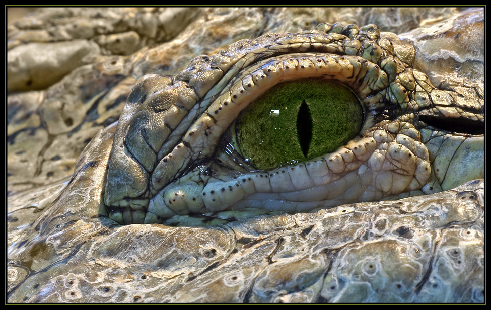 Eye of the Croc