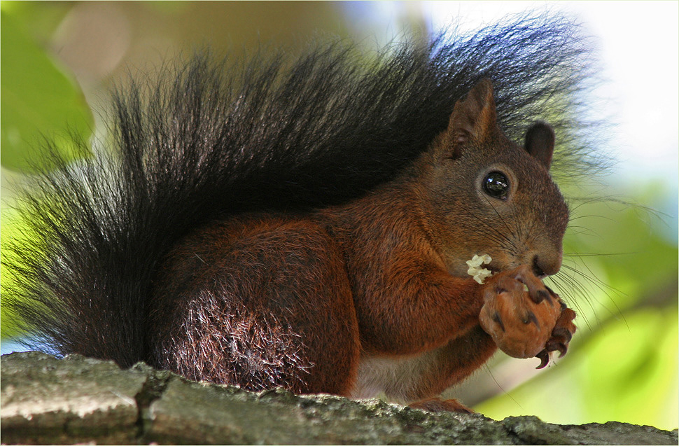 Eichhörnchen