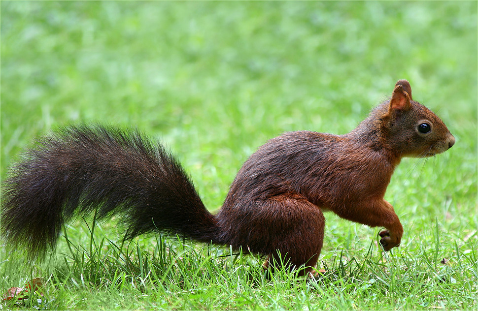 Eichhörnchen