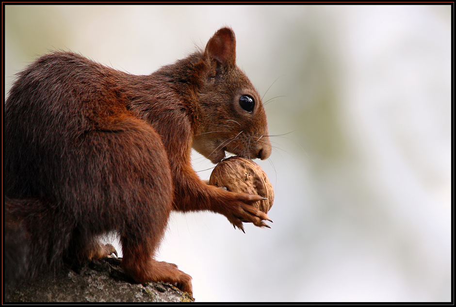 Eichhörnchen