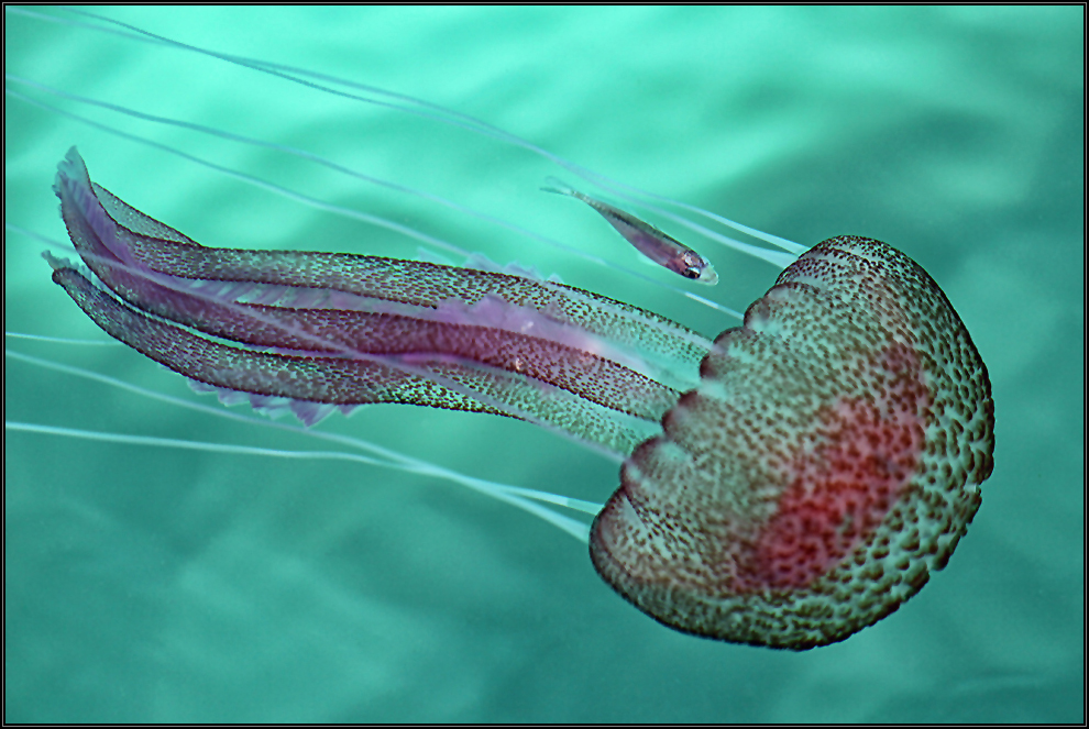 Leuchtqualle (Pelagia noctiluca)