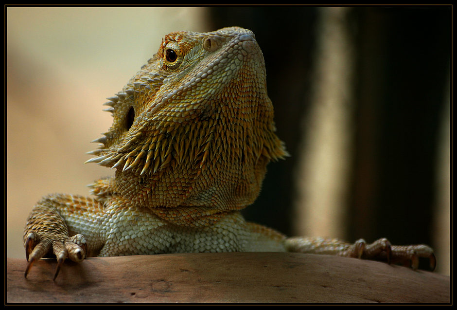Bartagame
