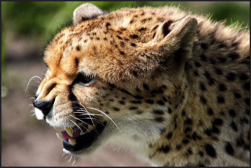 Der Gepard - Afrikas faszinierende Raubkatzen