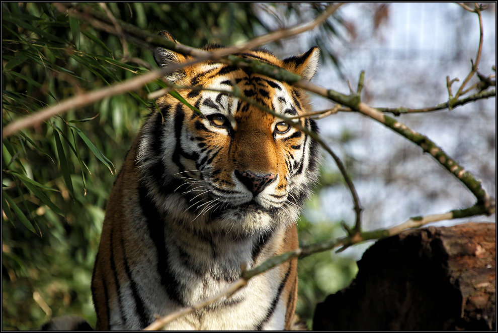 Der Tiger 