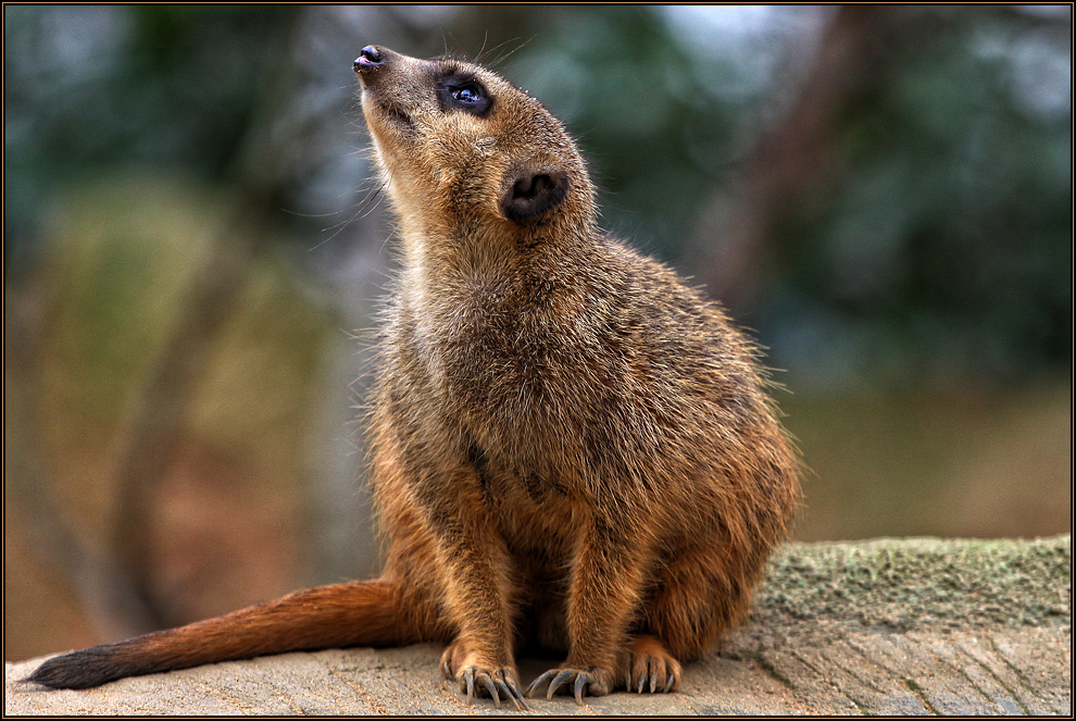 Wächter: Die Superhelden der Erdmännchen