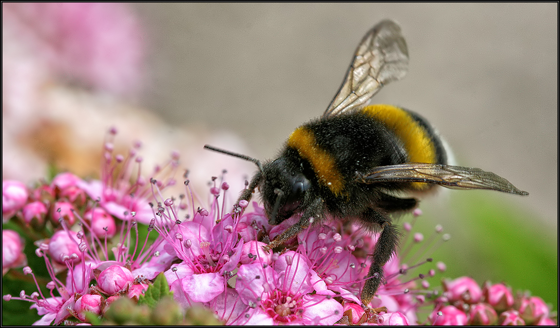 Hummeln - Bombus