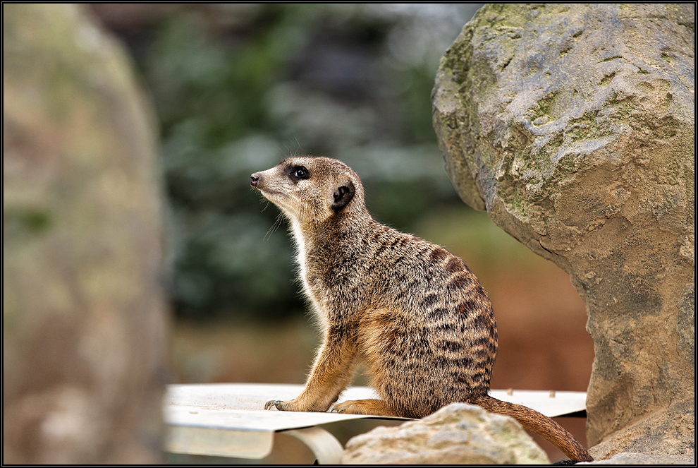 Wächter der Erdmännchen Kolonie