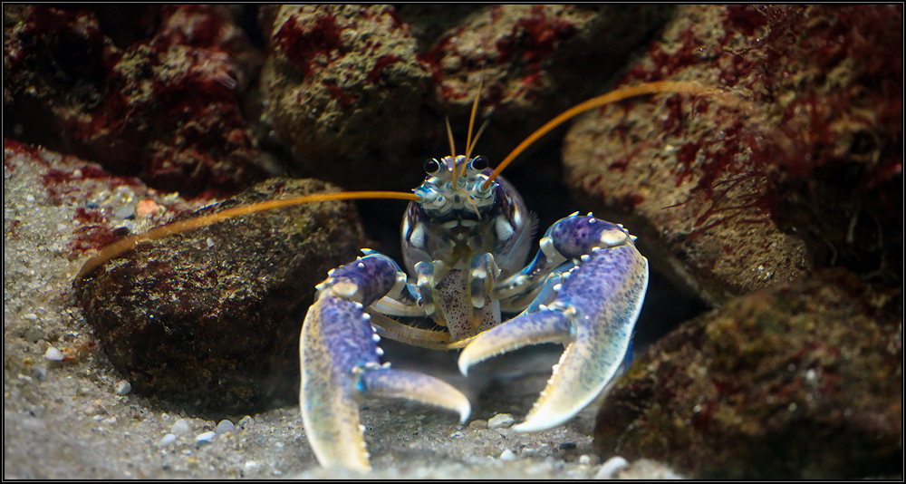 Crustacea